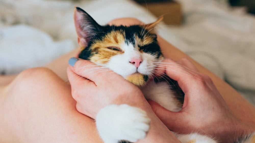 Eine Katze wird von zwei weiblichen Händen gehalten