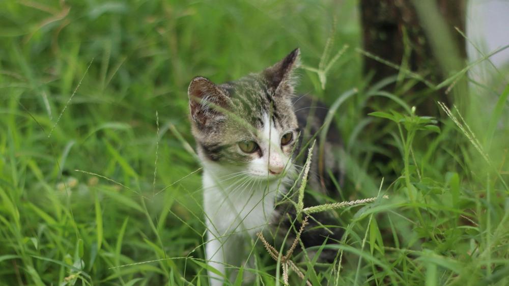 Junge Katze mit weißem und getigertem Fell sitzt im hohen Gras und schaut nach links