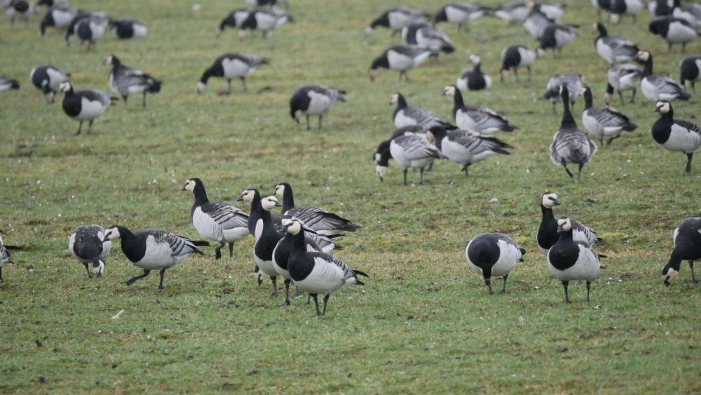 Eine Gruppe von Gänsen steht und läuft auf einer Wiese.