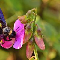 Klimawandel: Blaue Holzbiene im Anflug
