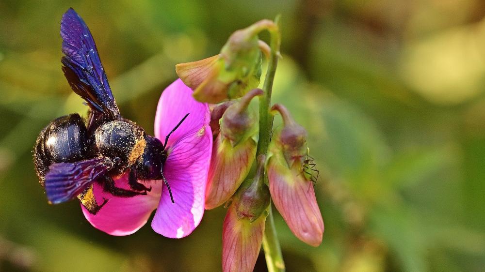 Klimawandel: Blaue Holzbiene im Anflug