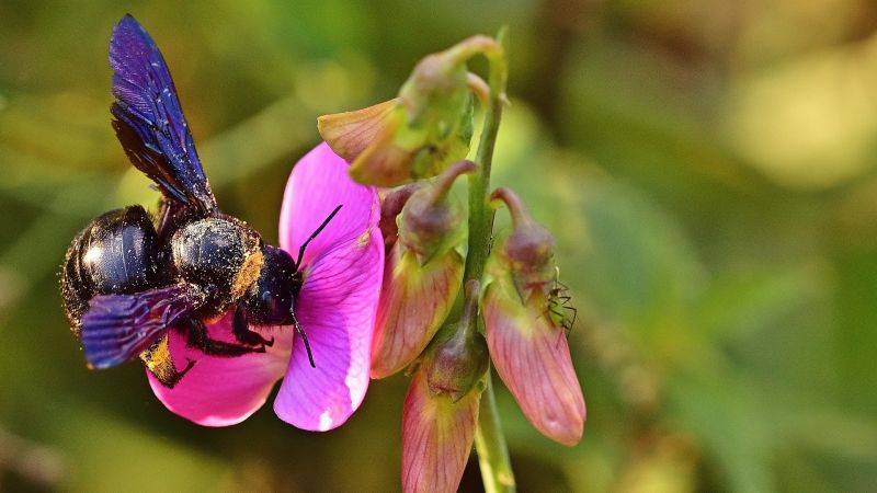 Klimawandel: Blaue Holzbiene im Anflug