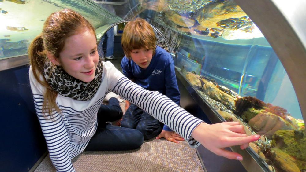 Besuchermagnet der Halbinsel Eiderstedt