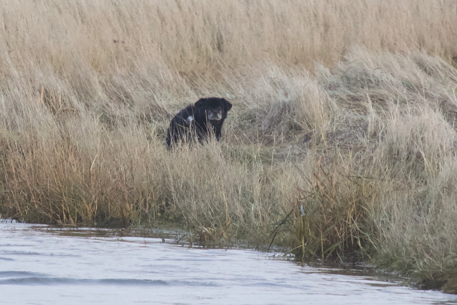 Hund Moritz versteckt sich verängstigt