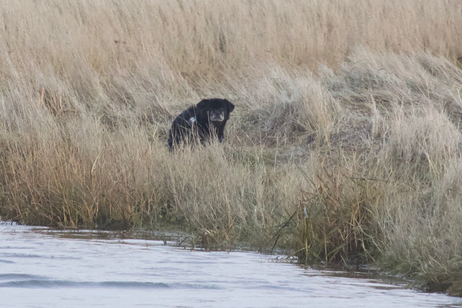 Hund Moritz versteckt sich verängstigt