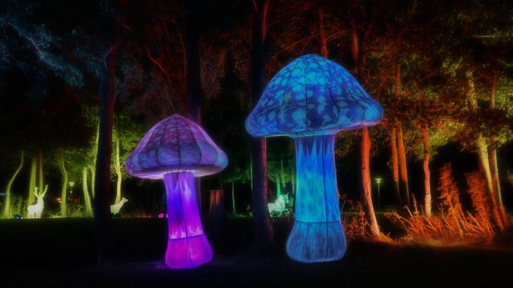 SPO leuchtet – Licht trifft Lyrik