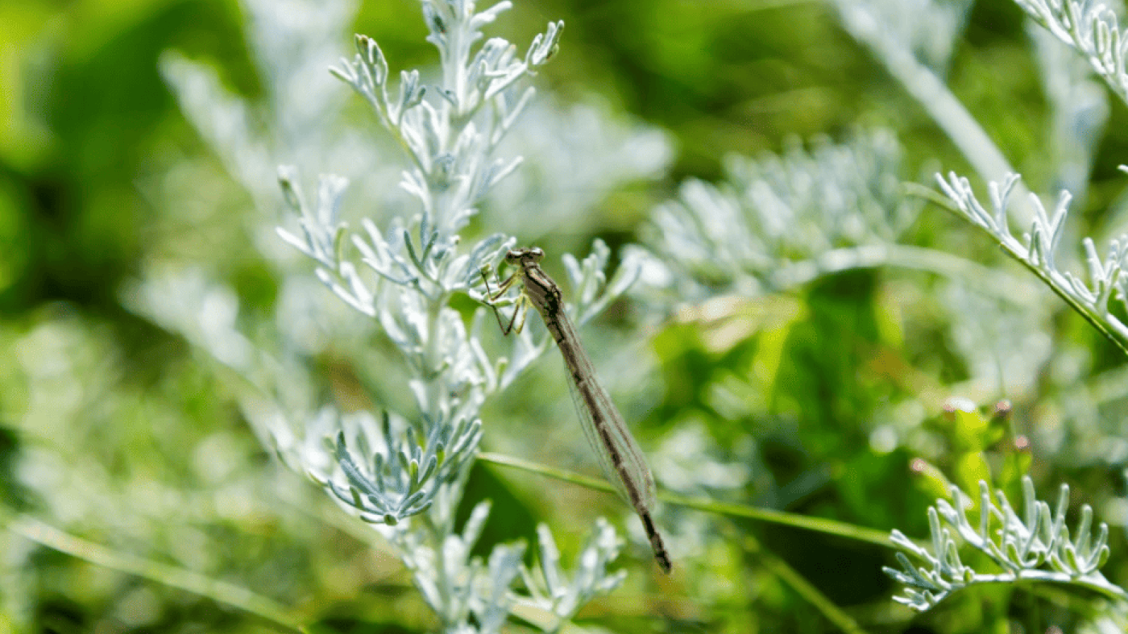 Nationalparkverwaltung lädt zum „Tag der Insektenvielfalt“