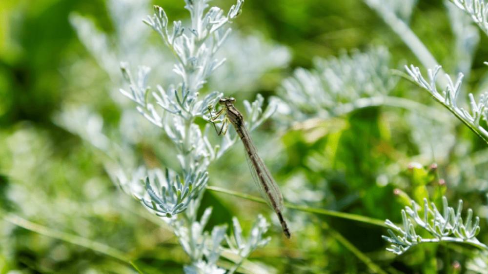 Nationalparkverwaltung lädt zum „Tag der Insektenvielfalt“
