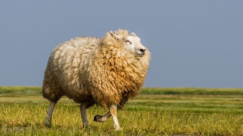 EIn Schaft läuft auf einer Grünfläche