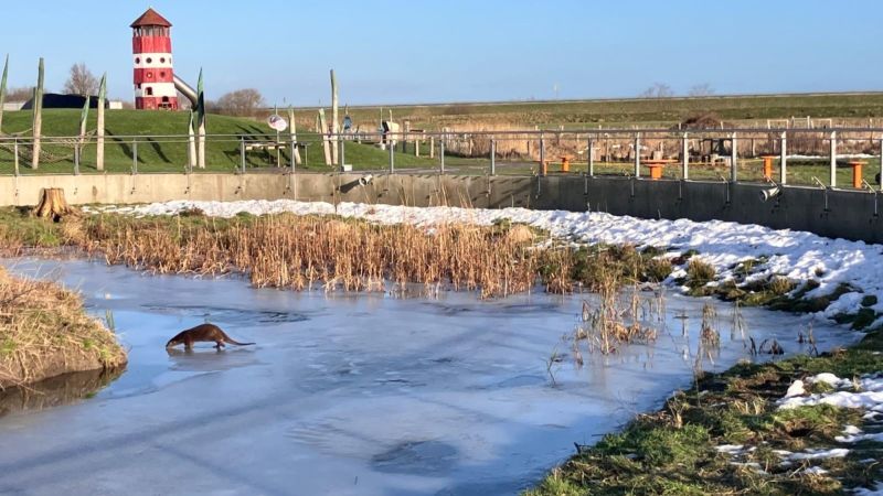 Ein Otter läuft auf einer zugefrorenen Wasserfläche in einer Landschaft mit Gras, Schilf und einem rot-weißen Leuchtturm im Hintergrund
