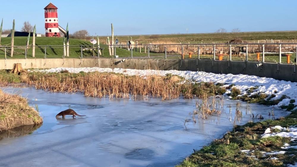 Ein Otter läuft auf einer zugefrorenen Wasserfläche in einer Landschaft mit Gras, Schilf und einem rot-weißen Leuchtturm im Hintergrund