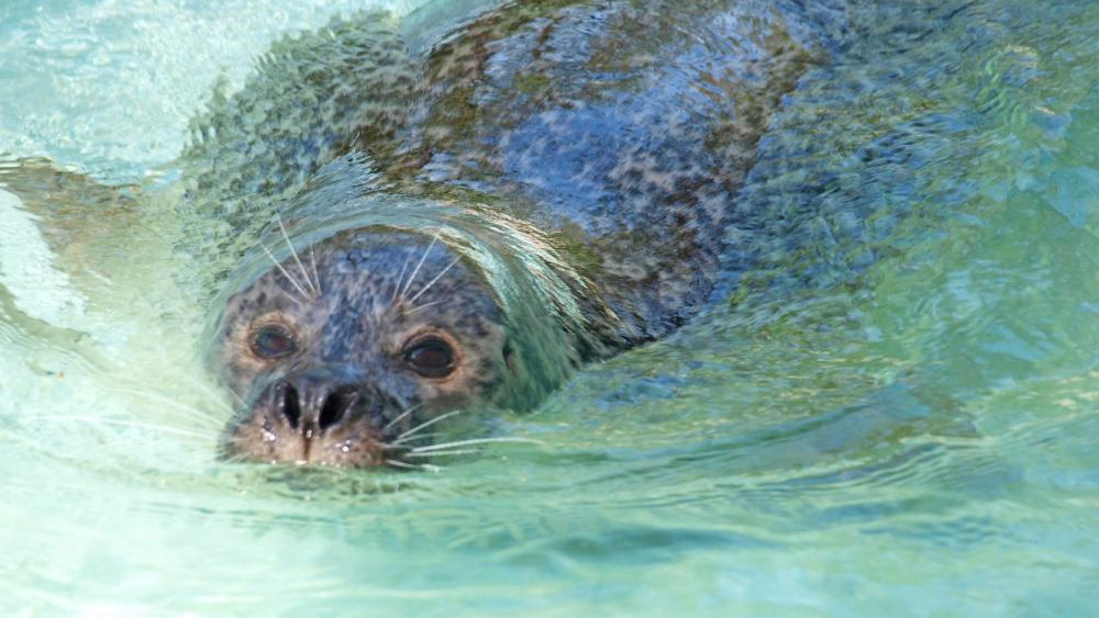 Feiger Anschlag auf die Seehunde im Westküstenpark
