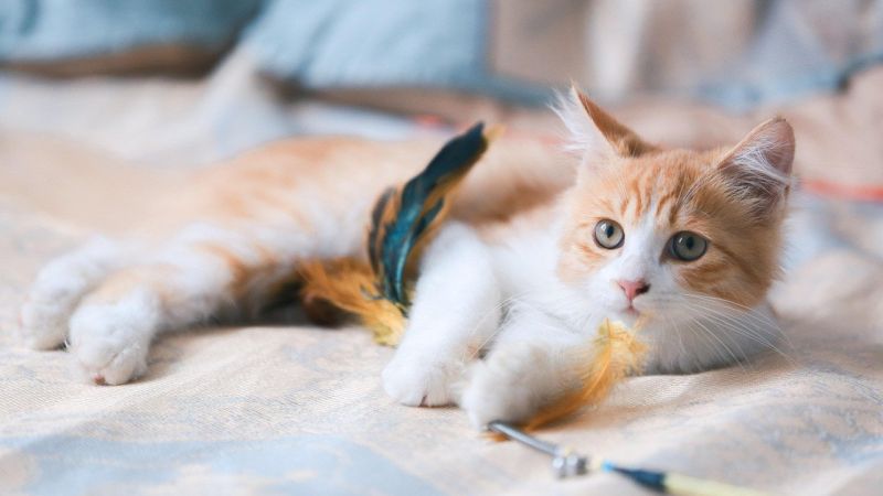 Eine Katze spielt mit einem Spielzeug