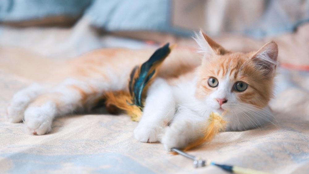 Eine Katze spielt mit einem Spielzeug