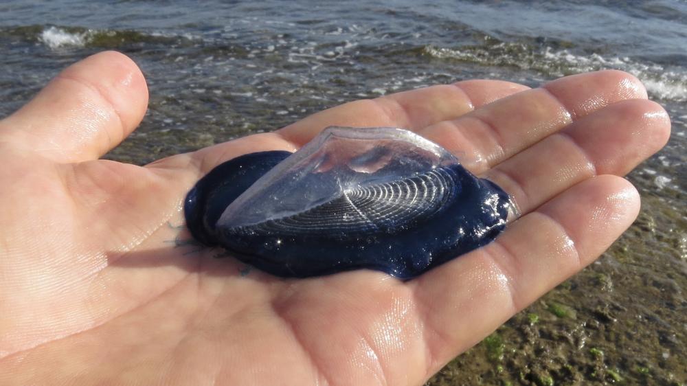 Subtropische Segelqualle auf einer Hand. Im Hintergrund Wasser.