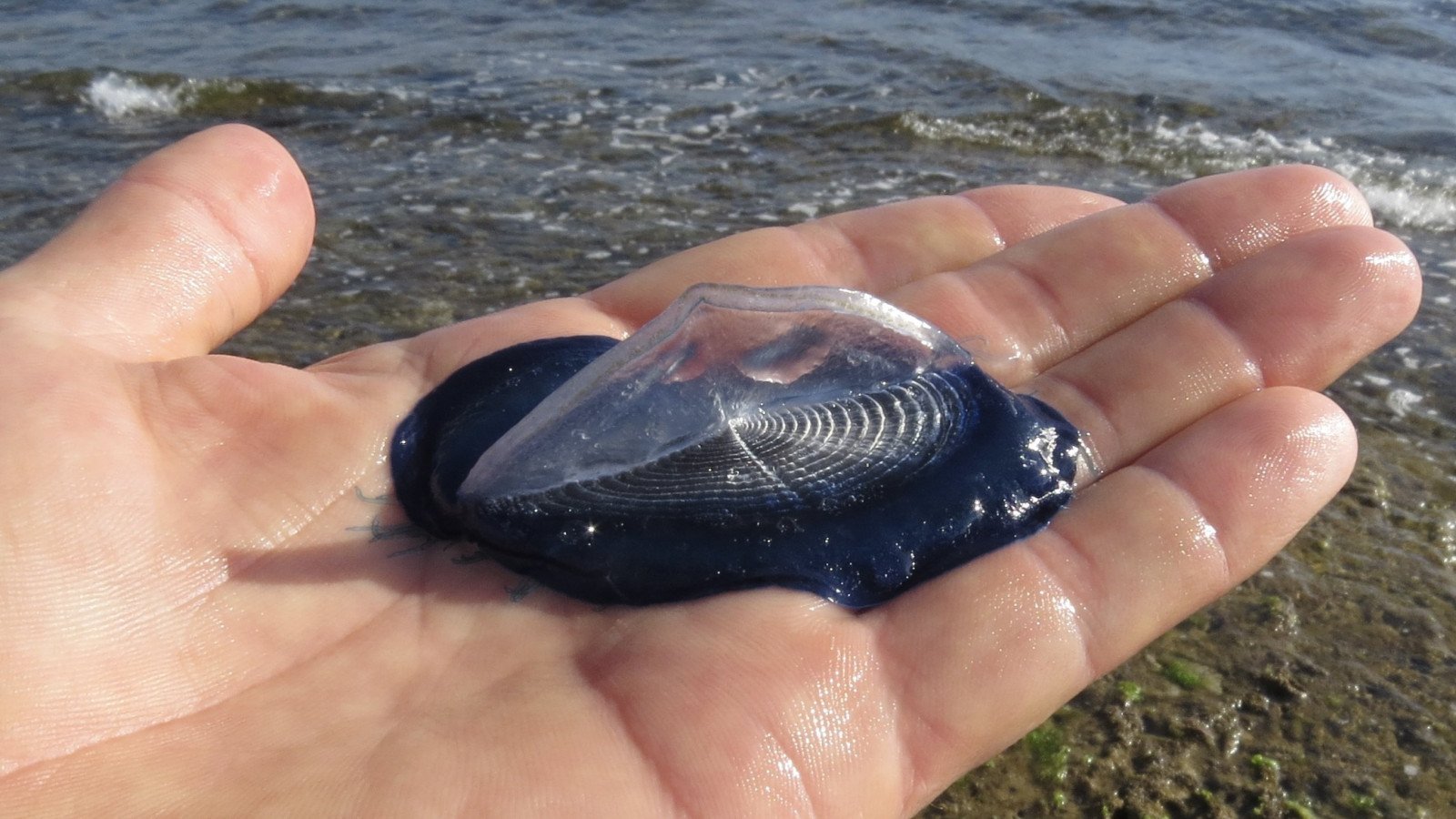 Subtropische Segelqualle erstmals in Deutschland nachgewiesen