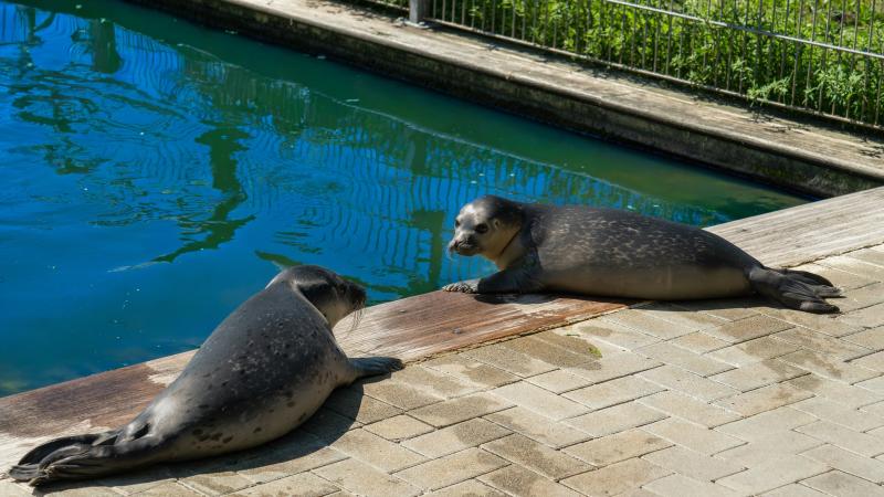 Seehunde Nuri und Per im Westküstenpark geboren