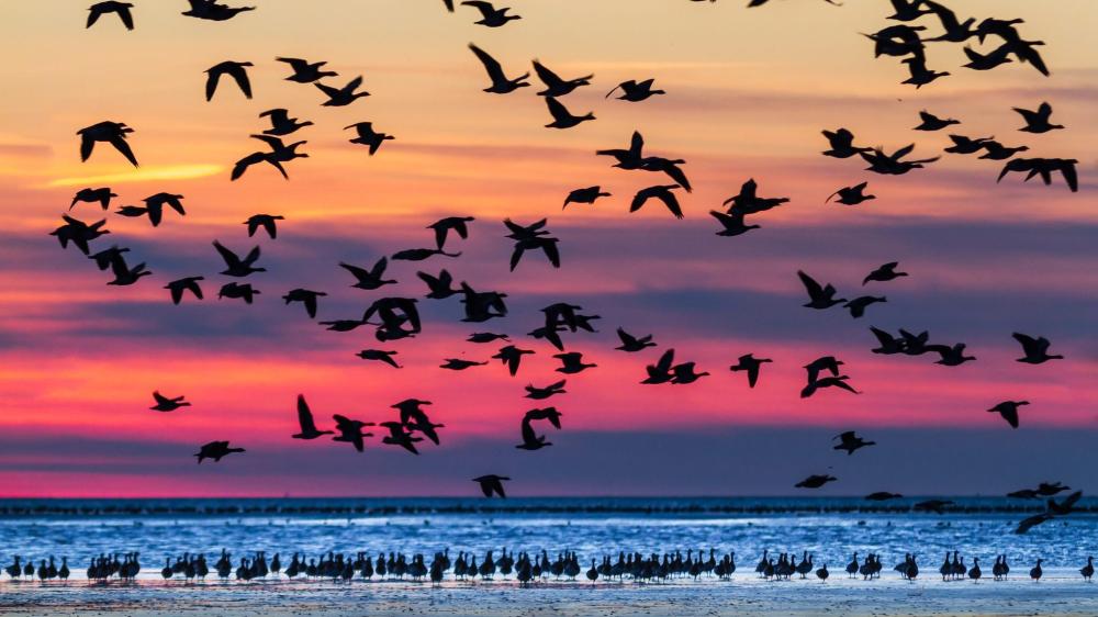 Vögel fliegen und sammeln sich im Wattenmeer in Schleswig-Holstein.