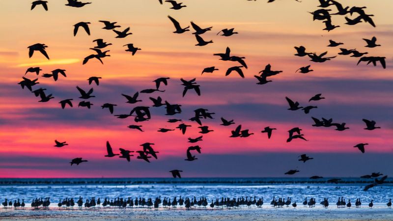 Vögel fliegen und sammeln sich im Wattenmeer in Schleswig-Holstein.