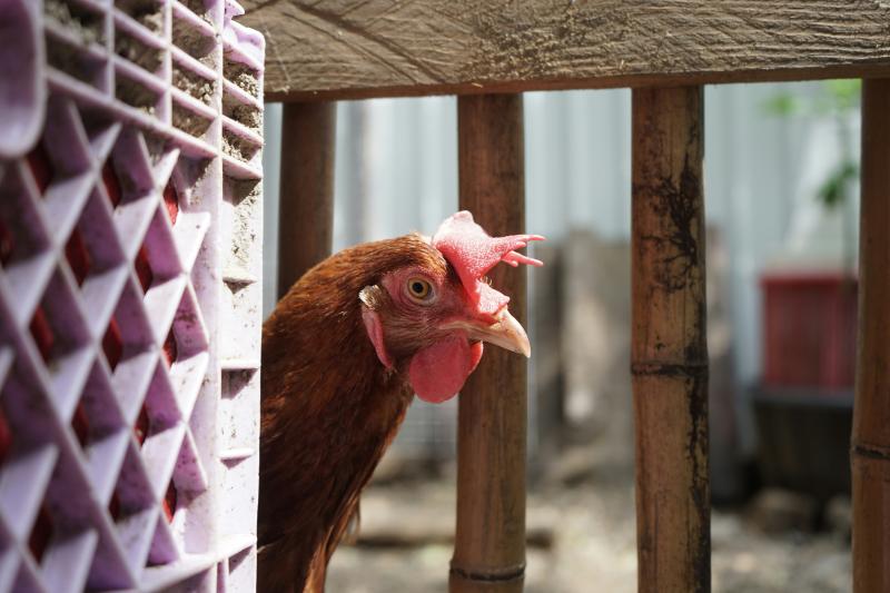 Ein Huhn, das hinter einer Kiste hervorschaut.