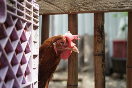 Ein Huhn, das hinter einer Kiste hervorschaut.