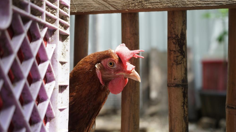 Ein Huhn, das hinter einer Kiste hervorschaut.