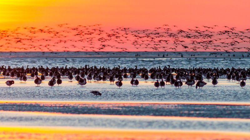 Große Gruppe Zugvögel steht und fliegt über flachem Wasser im Abendlicht.