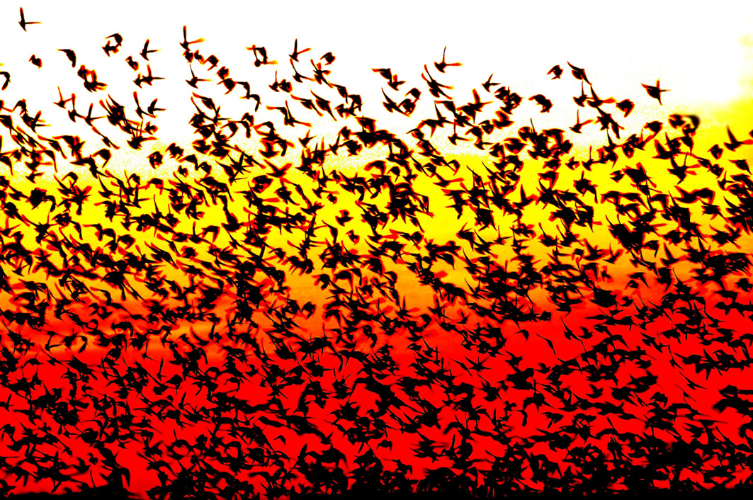Vogelschwarm im Wattenmeer Fotograf Bjørn Thunæs